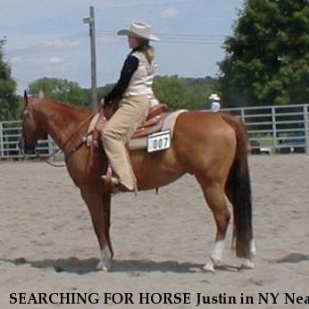 SEARCHING FOR HORSE Justin in NY Near Niagara Falls, NY, 14301
